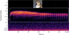 New deep learning AI tool helps ecologists monitor rare birds through their songs