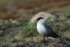 New deep learning AI tool helps ecologists monitor rare birds through their songs 3