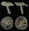 New deep sea mushroom-shaped organisms discovered