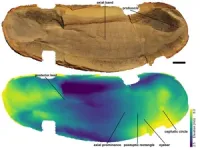 New details of Tully monster revealed 2