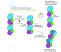 New details on microtubules and how the anti-cancer drug Taxol works 3