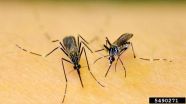 New device provides chikungunya test results in an hour