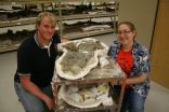 New dinosaur from New Mexico has relatives in Alberta