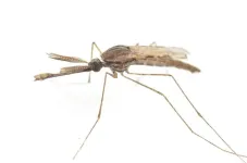 New discoveries about how mosquitoes mate may help the fight against malaria