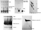 New discoveries on the state of hemoglobin in living red blood cells