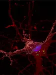 New discovery for how the brain 'tangles' in Alzheimer's Disease