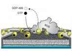 New discovery in living cell signaling 2