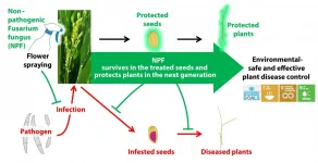 New eco-friendly technique protects rice plants against devastating fungal infection