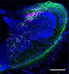 New era in amphibian biology 3