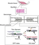 New evidence explains how warming-up enhances muscle performance