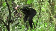 New evidence of cultural diversification between neighboring chimpanzee communities