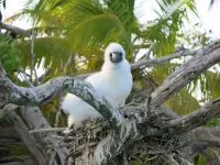 New evidence shows important seabird nutrients reach coral reefs after rat eradication