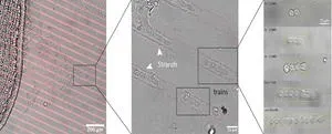 New findings: East Palestine train derailment caused chemical pollution falling to the earth surface across the US and beyond  2