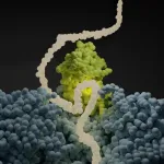 New findings on the first steps in protein synthesis