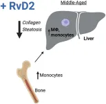 New findings reveal important insights into age-related nonresolving inflammation