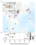 New findings unveil a missing piece of human prehistory