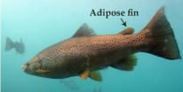 New fins evolve repeatedly in teleost fishes 2