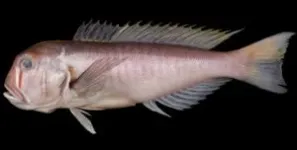 New fish species with ‘face paint’ named after Studio Ghibli character 2