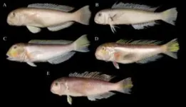 New fish species with ‘face paint’ named after Studio Ghibli character 3