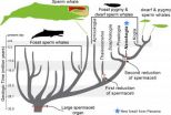 New fossil rattles Moby Dick's family tree 2