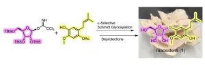 New frontiers in organic chemistry: Synthesis of a promising mushroom-derived compound