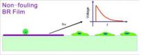 New function of a bacterial photoresponsive protein: Resisting adhesion of mammalian cells