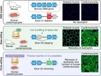 New gene editing strategies developed for Duchenne muscular dystrophy