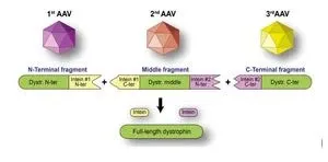 New gene therapy for muscular dystrophy offers hope 2