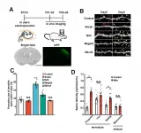 New genetic driver of autism and other developmental disorders identified