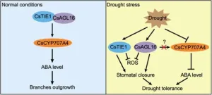 New genetic pathway unlocks drought-resistant cucumbers with fewer branches