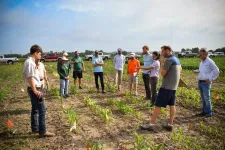 New genetic vulnerability to herbicide found in nearly 50 sweet and field corn lines