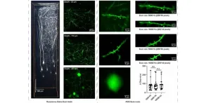 New high-speed, two-photon microscope for precise biological imaging