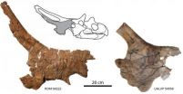 New horned dinosaur reveals unique wing-shaped headgear 2