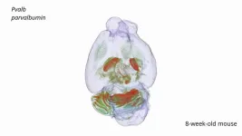 New imaging method enables detailed RNA analysis of the whole brain