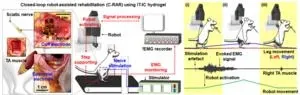 New “injectable tissue prosthesis coupled with closed-loop bioelectronic system” to aid in damaged muscle/nerve regeneration and robot-assisted rehabilitation 3