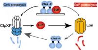 New insight into double-protected dance of cell division