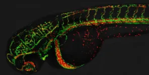 New insights into blood vessel formation