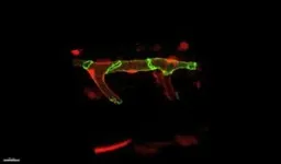 New insights into blood vessel formation 2