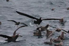 New insights into close encounters between albatross and fishing vessels