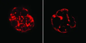 New insights into DNA organization during embryonic development