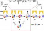 New insights into functionality of cystic fibrosis protein