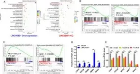 New insights into how RNA modification promotes pancreatic cancer 2