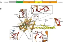 New insights into LSD1: a key regulator in disease pathogenesis