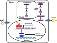 New insights into methyl jasmonate-induced saponin biosynthesis in balloon flower