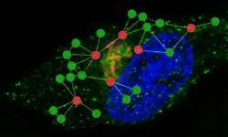 New insights into Salmonellas survival strategies