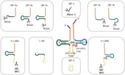 New insights into tRNA-derived small RNAs offer hope for digestive tract disease diagnosis and treatment