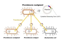 New insights on bacteria that causes food poisoning