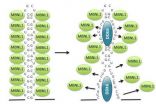 New knowledge about muscular dystrophy 3