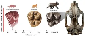 New koala relative fills a branch of Australia’s unique marsupial story