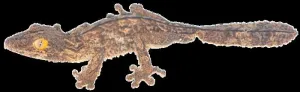 New leaf-tailed gecko from Madagascar is a master of disguise